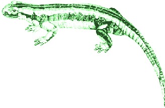 Rosa era o seu nome, e, como a mulher dos meus sonhos, aquela de quem nunca saberei todos os segredos e para quem sempre terei uma história nova; era misteriosa, elegante, cheia de enigmas